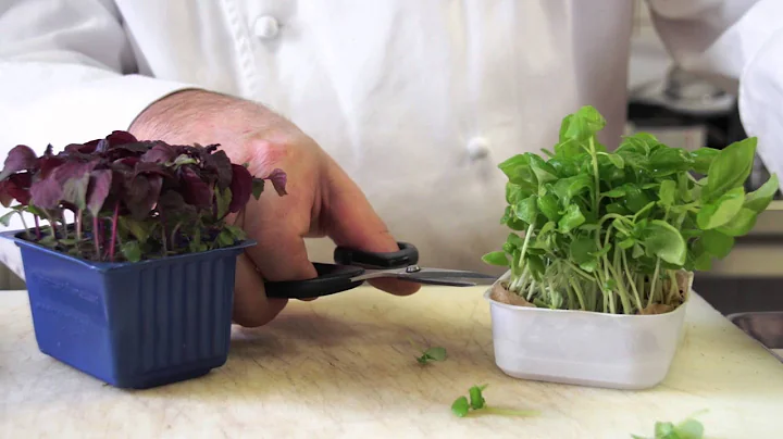 Making of a Recipe by Chef Lesourd | Le Cordon Ble...