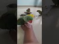 #BabyParrot #ParrotEating #MorningFeeding #CuteParrot #PetBird #Shorts #ViralVideo #BirdLove