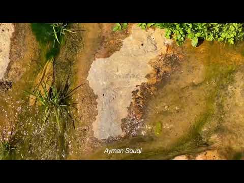 وادي قانا سلفيت 