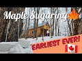 Maple sugaring taps are in early