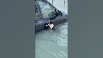 Cat rescued from floodwaters in Dubai