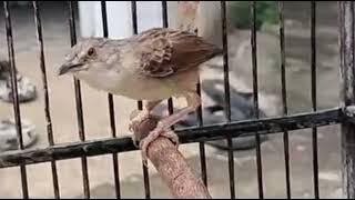 Masteran burung ciblek gunung / cigun gacor