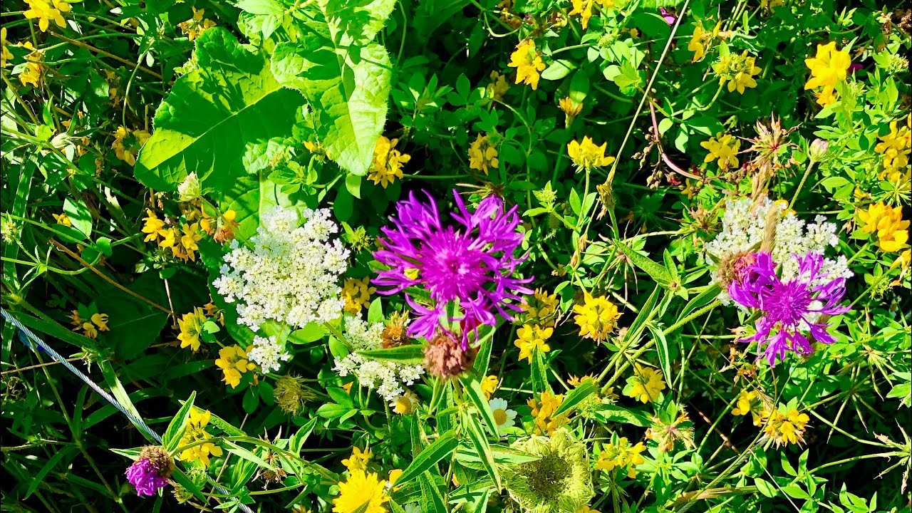 My Wildflower Meadow in July - A Meadow In Action