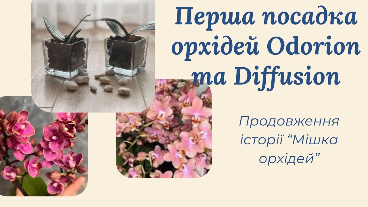 Посадка ОРХІДЕЙ ODORION та DIFFUSION , продовження історії 