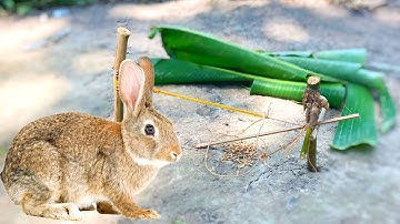 Easy Making Quick Pigeon Trap From village  - Really Unique Bird Trap#birdtrap#quick#32#rabbit