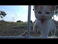 【閲覧注意】 2014 7 15 白子猫 力尽きる Kitten, die【瀬戸の野良猫日記】
