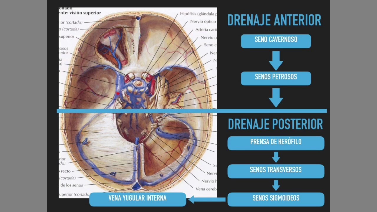 Drenaje venoso cerebral YouTube Drenaje venoso cerebral YouTube