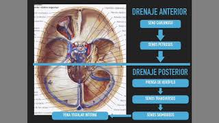 Drenaje venoso cerebral