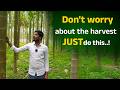 Big Change in a 30-Year-Old Arecanut Plantation! | Arecanut Farmer Success Story