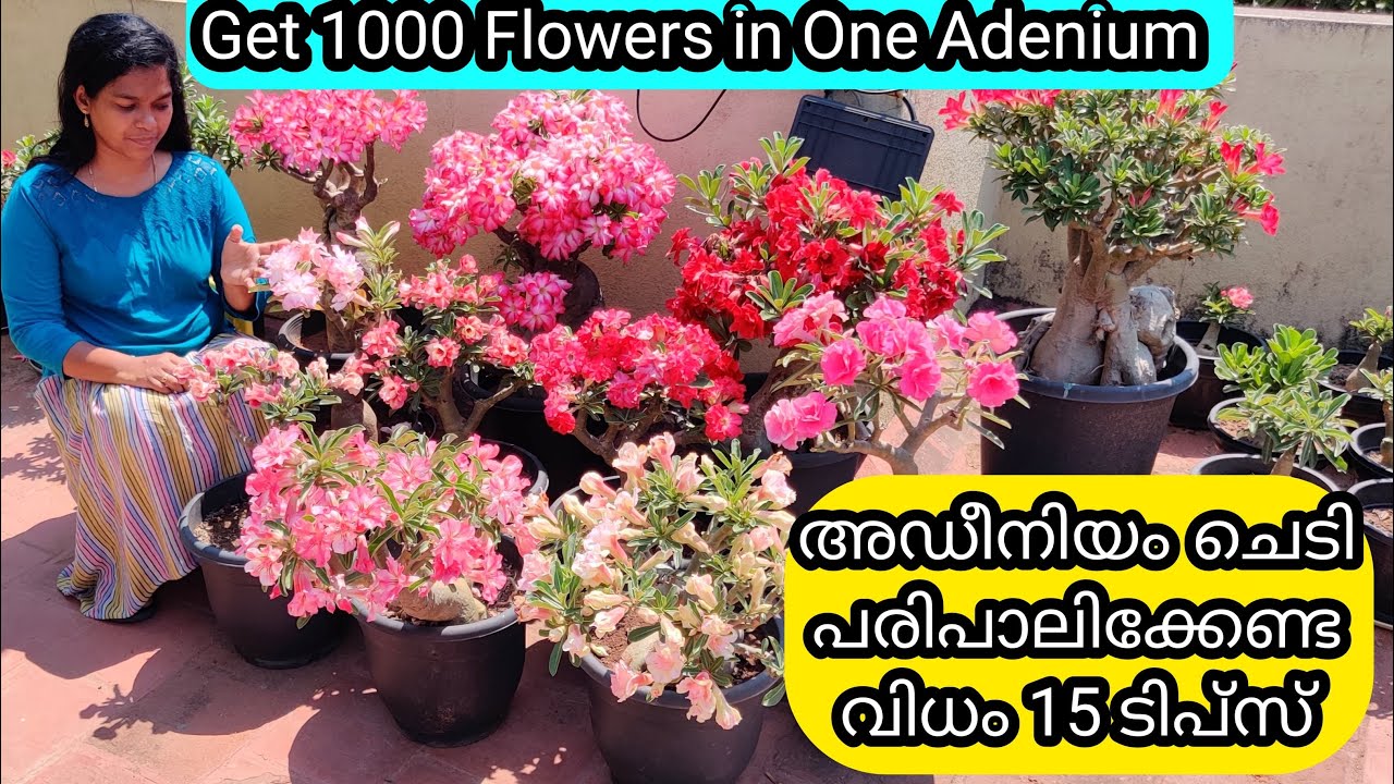 15 Golden Tips for Adenium Flowering | അഡീനിയം ചെടി പരിപാലിക്കേണ്ട വിധം 15 ടിപ്സ്