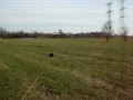 Tracking Dog - Oliver - Cocker Spaniel 11-25-11.MOV Tracking Dog - Oliver - Cocker Spaniel 11-25-11.MOV