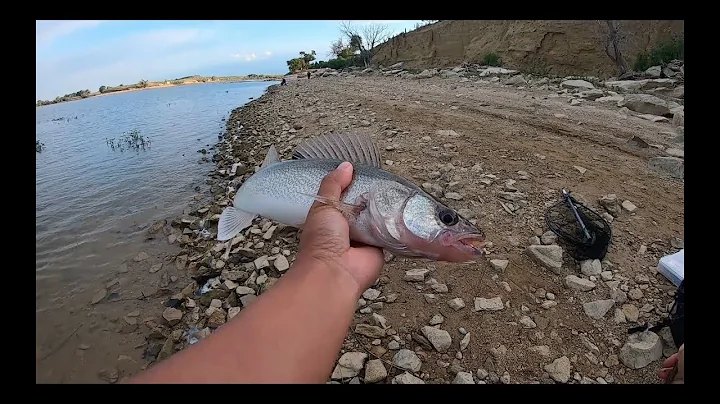 SHAD HATCH, Sterling, CO, Walleye, Wiper, Drum, Ca...