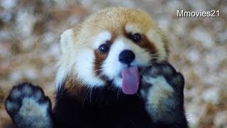 ぺろぺろギンちゃん~Red Panda
