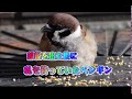 Ep-60 外で待って何かを伝えたいスズメのペンギン　Sparrows have something to say to me.