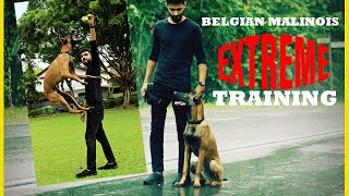 Belgian Malinois Training | Obedience and Protection | Trained Dog.
