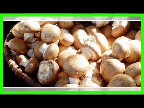 Video: So Lagern Sie Frische Champignons