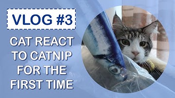 Maine Coon Cat Reacts to Catnip For The First Time