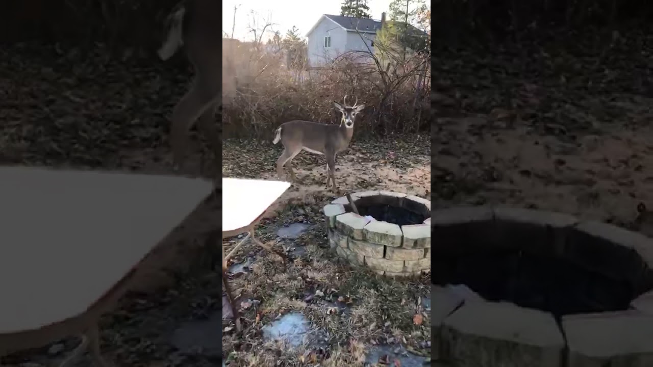Deer in my backyard - YouTube