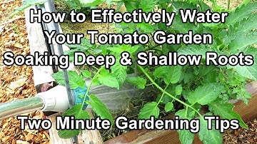 How to Water Tomato Plants for a Huge Harvest - Watering & Frequency Examples: Two Minute TRG Tips