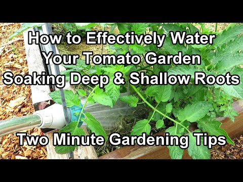 How to Water Tomato Plants for a Huge Harvest - Watering & Frequency Examples: Two Minute TRG Tips