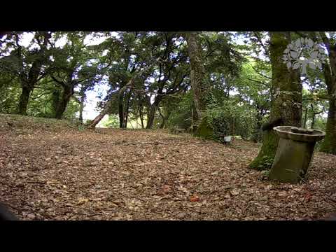 Video: Gli scoiattoli si arrampicano sugli alberi?