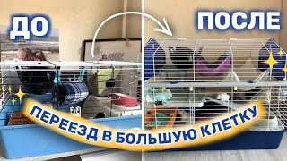 МОИ КРЫСЫ СЪЕХАЛИСЬ😅 РАССКАЗЫВАЮ КАК МОИ КРЫСЫ ПОДРУЖИЛИСЬ