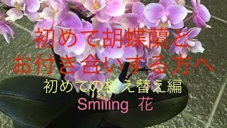 我が家に胡蝶蘭がやって来た♪初めての植え替えのご提案(^-^)♪