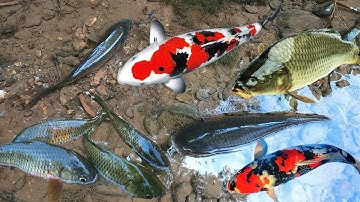 Bắt cá chép, săn cá nước ngọt, cá trê,cá rô đồng, cá rô phi, cá quả, cá sộp, cá bò,cá coi, cá trắm