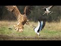 How eagle hunting lapwing bird animal attacks