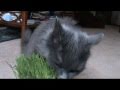 Nebelung Cats on Grass の動画、YouTube動画。