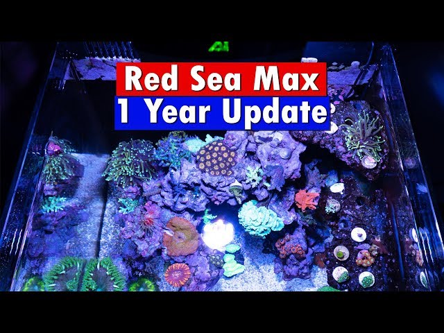 Red Sea Max Nano Reef - 1 Year Update and tank tour - YouTube