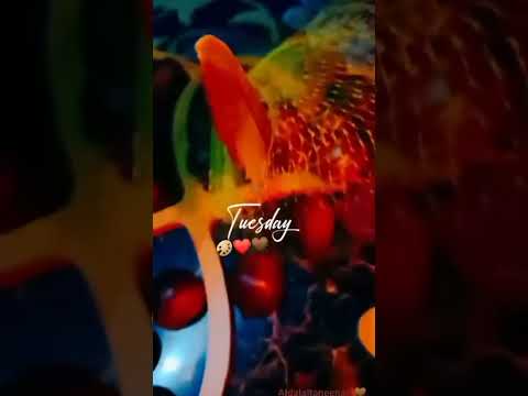 خلص الزرع الشتي جاي ولفح الدني تشرين نده الغيم الشتي جاي على ريش الحساسين اكسبلور
