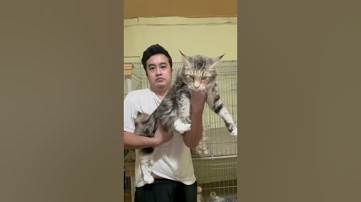 Watch the video about Tips biar kamu gak ketipu adop kucing mainecoon #mainecoon