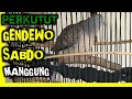 Perkutut Manggung Gendowo Sabdo Gacor Untuk Pikat Suara Burung Perkutut Mp3 - Mp4 Download