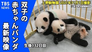 【最新映像】シャオシャオとレイレイ　双子パンダがトイトレ奮闘中！