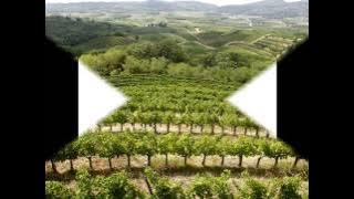 Reporter Milan-Vinska Kraljica