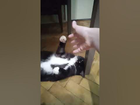 Милка мило мурлыкает - YouTube