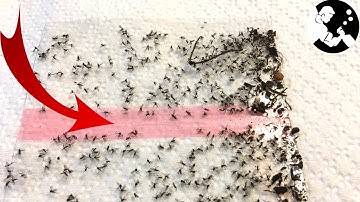 GENIUS GNAT TRAP to Get Rid of Gnats Around Plants