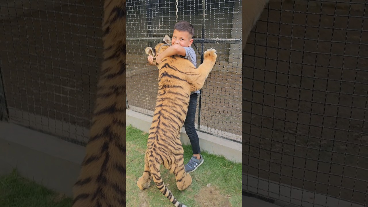 Outline Video Naughty Kid Playing and Hug with Bengal Tiger | Nouman Hassan |