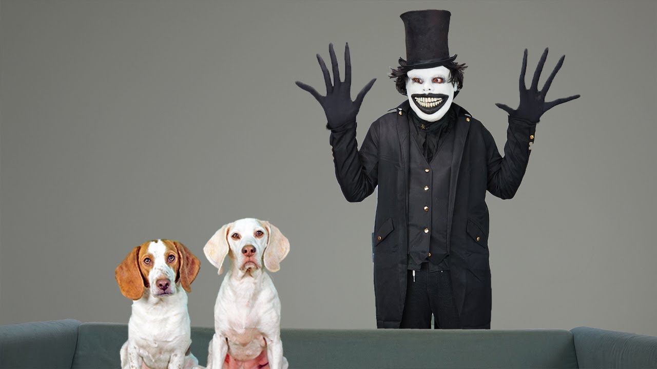 Dogs Vs Babadook Prank Funny Dogs Maymo Potpie Get Halloween Scare Dogs Vs Babadook Prank Funny Dogs Maymo Potpie Get Halloween Scare