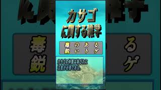 カサゴに関する雑学 #カサゴ #豆知識 #shorts
