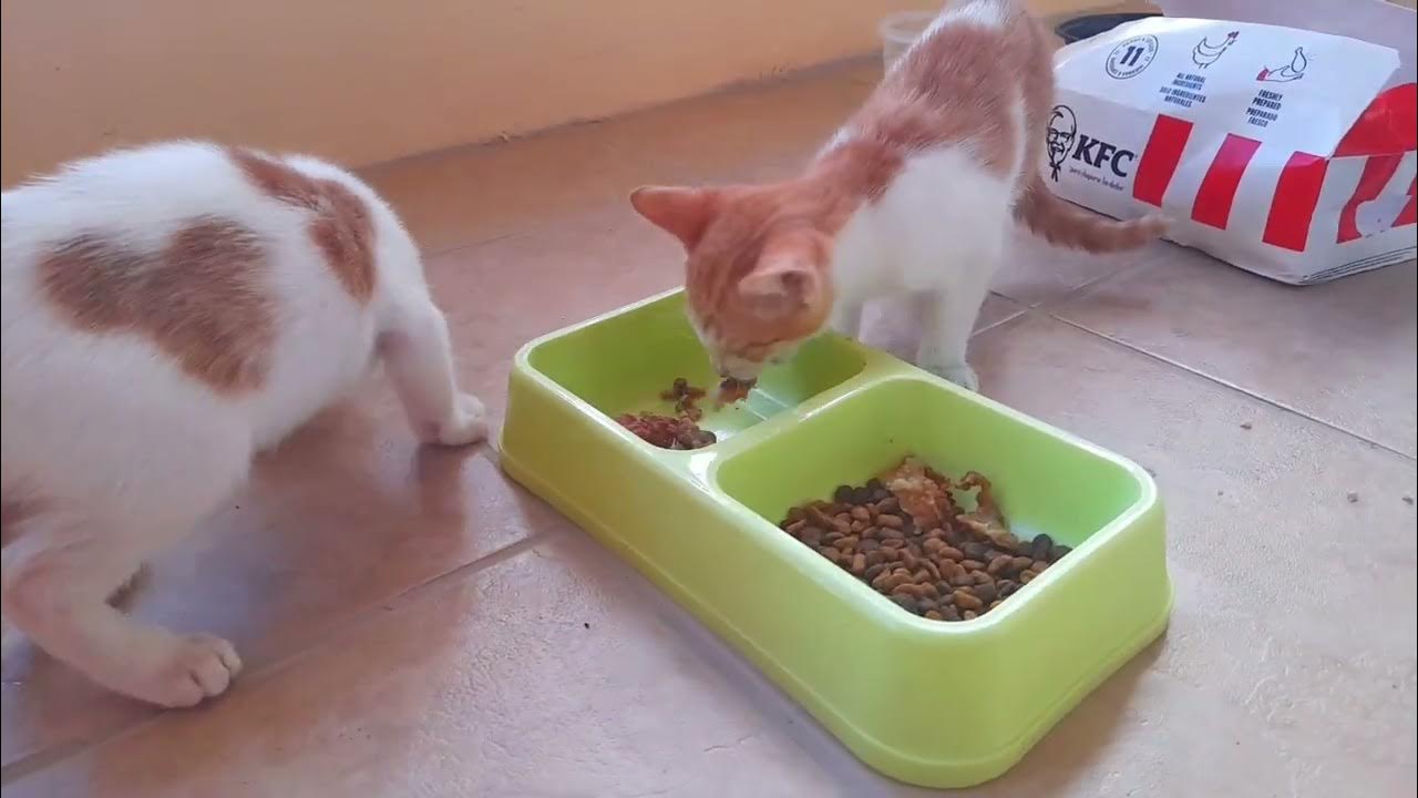 Will Kittens Choose KFC Chicken Over Cat Food? The Ultimate Test YouTube