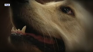 How to keep pets safe and comfortable during fireworks