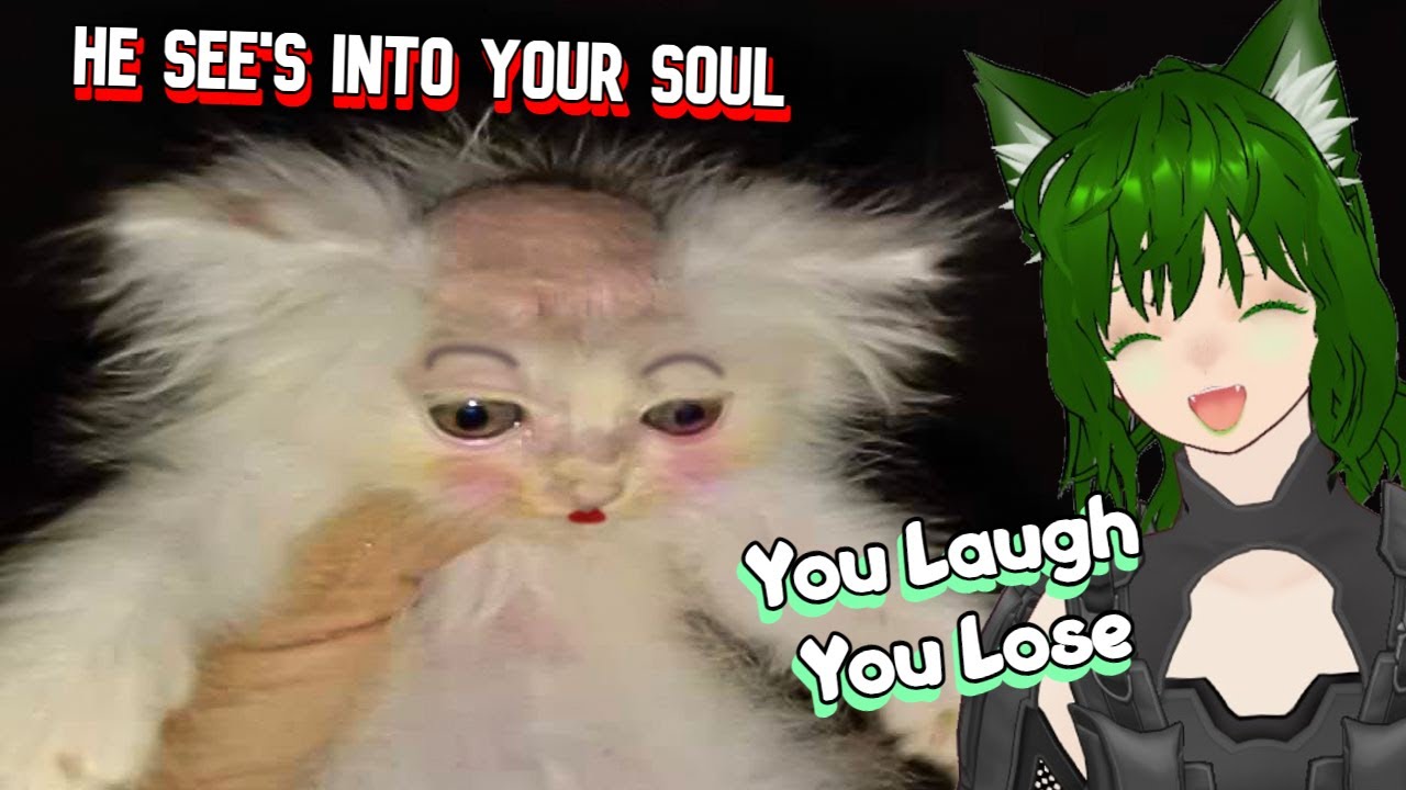 You Laugh This Cat Watches You Sleep YouTube