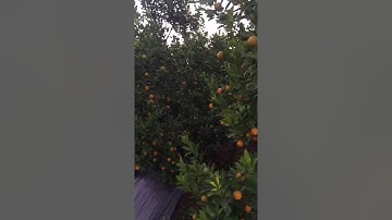 QUAT THE DEP CHOI TET 2020