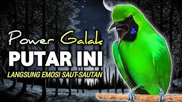 CUCAK IJO GACOR FULL EMOSI, PANCINGAN DAN MASTERAN CUCAK IJO BIKIN NYAUT BUNYI SIANG MALAM