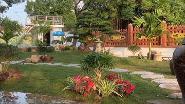 Thi công trồng cỏ sân vườn | Đồi Tùng la hán | Thảm cỏ Nhung Nhật | Sân vườn đẹp