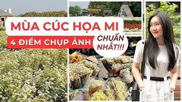 Top 4 địa điểm chụp ảnh đẹp nhất Hà Nội mùa cúc họa mi  |  Điểm đến trong ngày 1