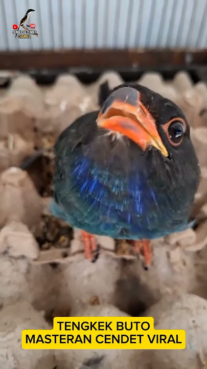 Birds Sound Dollar Bird Singing. Tengkek Buto Ngekek Panjang. #birds #birdsounds #dollarbird