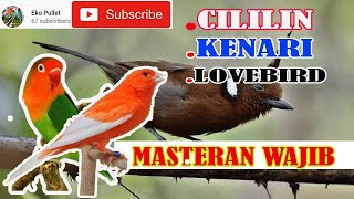 MASTERAN ANDALAN MURAI SUARA CILILIN LOVEDBIRD DAN KENARI JEDA SUARA AIR (Link Mp3 by request)